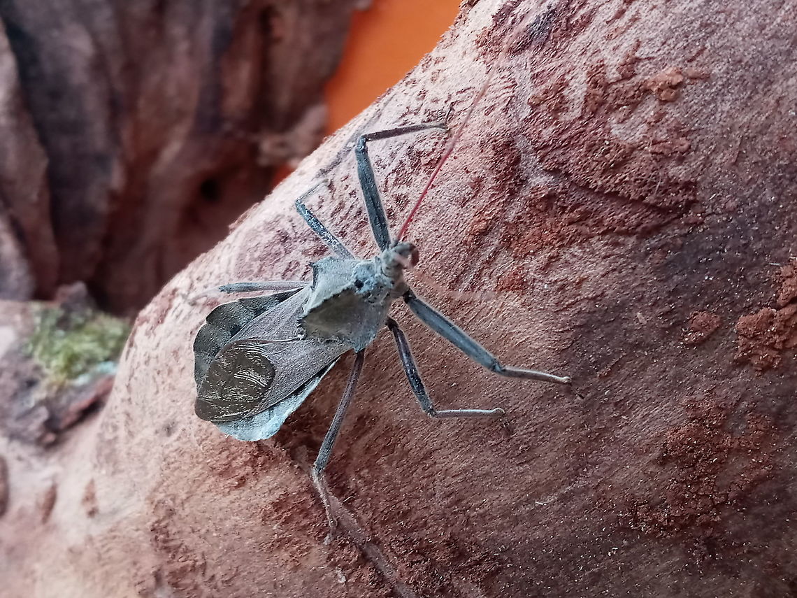 Wheelie Wheel bug on my front patio, hunting some dinner  Arilus cristatus,Fall,Geotagged,United States,Wheel bug