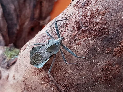 Wheelie Wheel bug on my front patio, hunting some dinner  Arilus cristatus,Fall,Geotagged,United States,Wheel bug
