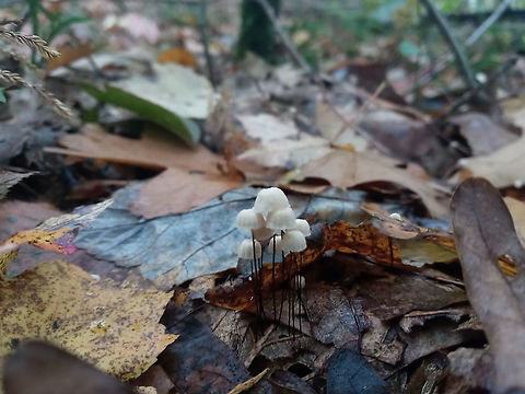 Marasmius capillaris Tiny Marasmius capillaris growing on oak leaves Fall,Geotagged,Marasmius capillaris,United States
