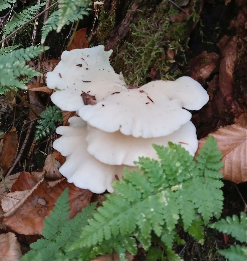Angel Wings Found dozens of these in a decaying hemlock forest. They are show stopping, the bright white really pops in the shadows of the dense eastern hemlocks  Angel wing,Geotagged,Pleurocybella porrigens,United States