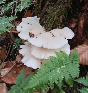 Angel Wings Found dozens of these in a decaying hemlock forest. They are show stopping, the bright white really pops in the shadows of the dense eastern hemlocks  Angel wing,Geotagged,Pleurocybella porrigens,United States