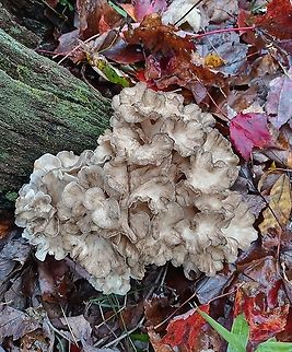 Hen of the Woods 3 pound hen growing at the base of a decaying oak stump. Geotagged,Grifola frondosa,Hen of the Woods,United States