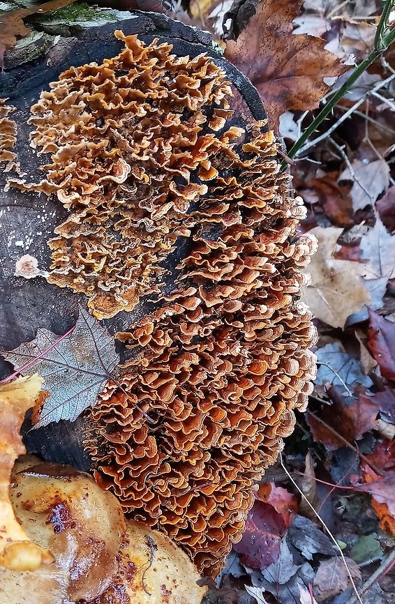 False Turkey Tail  Geotagged,Hairy Stereum,Stereum hirsutum,United States