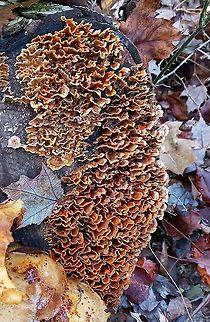 False Turkey Tail  Geotagged,Hairy Stereum,Stereum hirsutum,United States