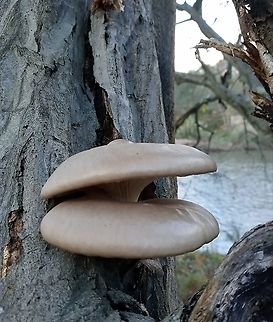 Oyster Mushroom  Geotagged,Oyster mushroom,Pleurotus ostreatus,United States