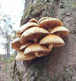 Scaly Cap  Amazona mercenarius,Geotagged,Pholiota squarrosa,Shaggy scalycap,United States