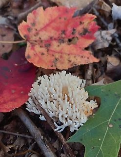 Ramariopsis kunzei  Geotagged,Ramariopsis kunzei,United States,White Coral Fungus