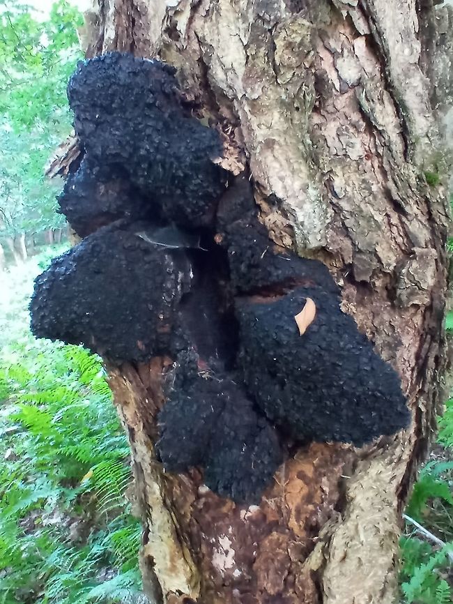 Chaga  Chaga mushroom,Geotagged,Inonotus obliquus,United States
