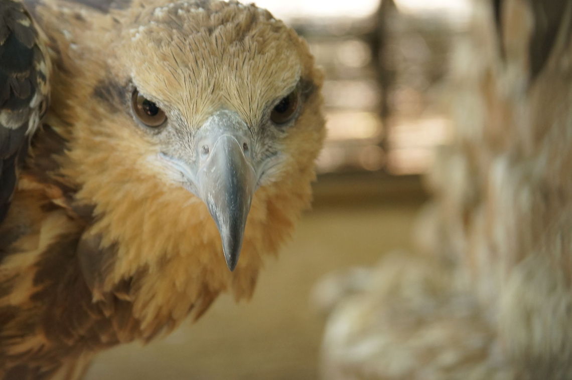 Sea Eagle Aperature F5.6<br />
ISO  400<br />
Shutter speed 1/50<br />
Camera Sony SLT A 57 Gyps africanus,White-backed Vulture