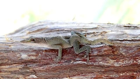 Green anole My daughter found this guy near a pond where we like to feed the turtles. Anolis Carolinesis,Anolis carolinensis