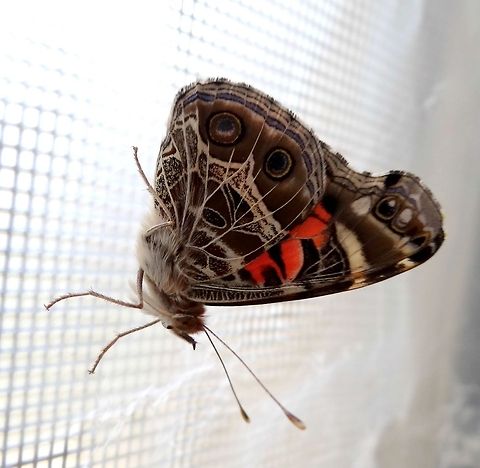 American Painted Lady  American Painted Lady,Vanessa (Cynthia) virginiensis