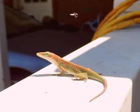Green Anole Didn't realize I captured the lizard's "soon to be lunch" until I uploaded my pics to the computer! Anolis carolinensis,Carolina anole