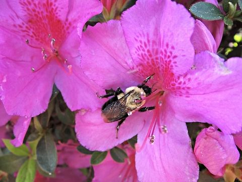 Bumble Bee  Bombus impatiens,Bumble Bees