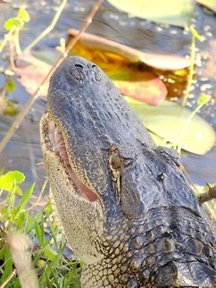 American Alligator head close-up Ran across this guy while visiting Grand Bay in Valdosta,Ga,while walking along the 1/2 mile boardwalk. Alligator mississippiensis,American Alligator