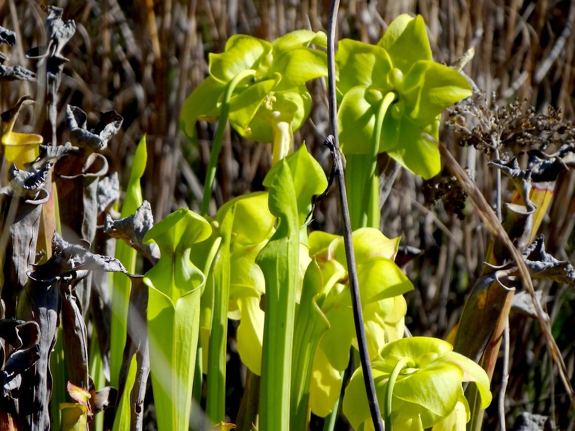 Yellow Pitcher Plant  Sarracenia flava,Yellow pitcher plant