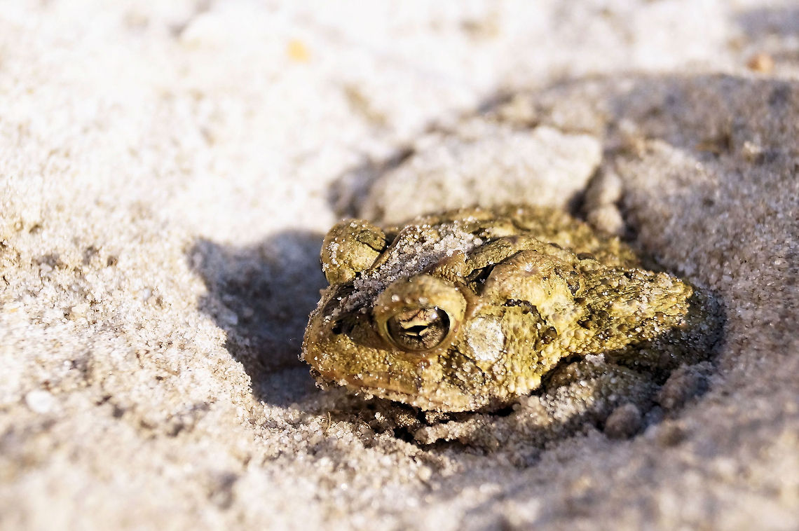 DSC00168  American toad,Anaxyrus americanus,Bufo americanus