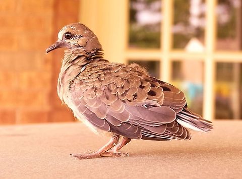 Baby Mourning Dove  Mourning Dove,Zenaida macroura