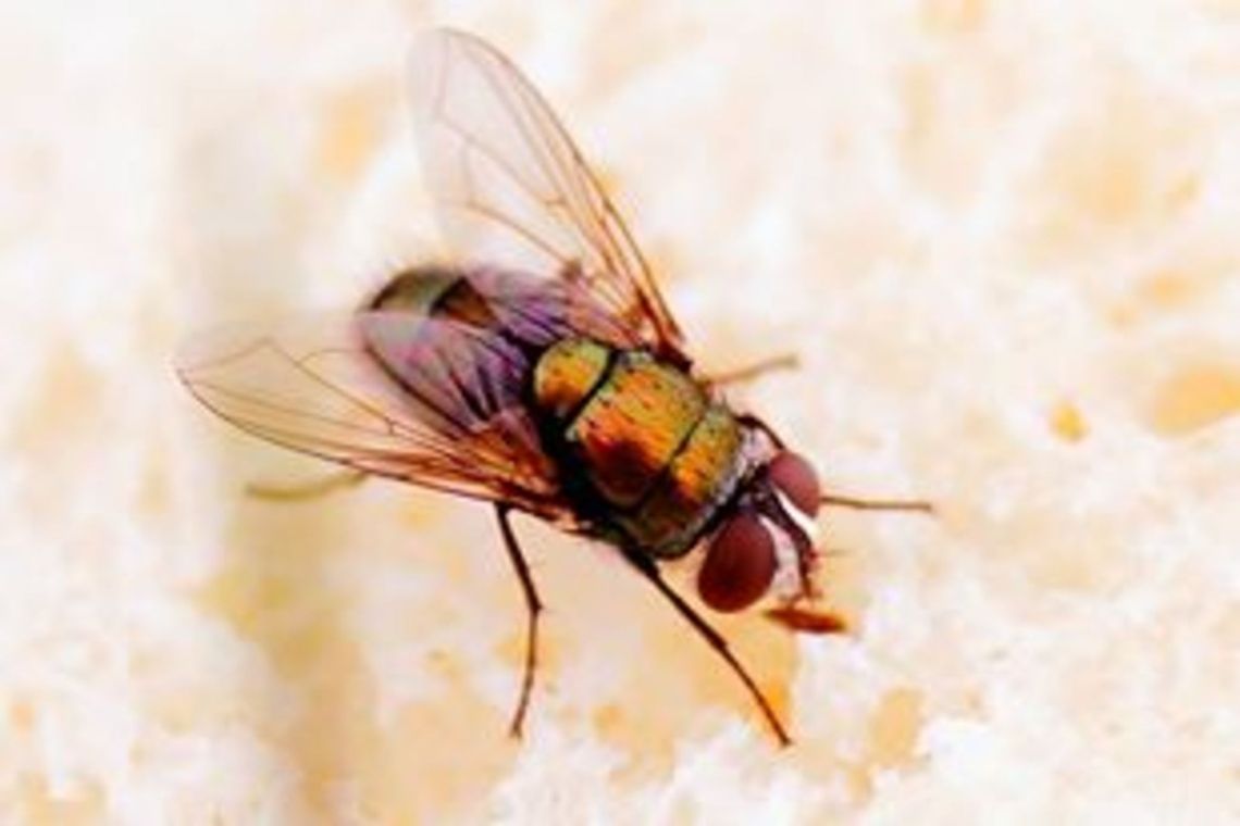 Fly,up close
