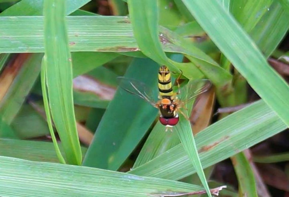 Common Oblique Syrphid  Allograpta obliqua