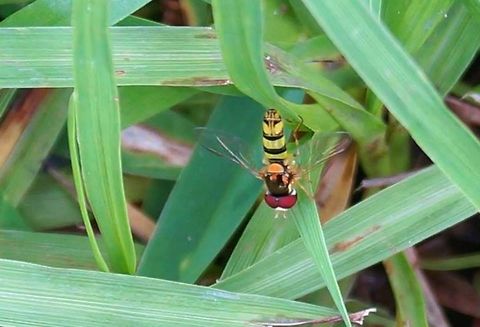 Common Oblique Syrphid  Allograpta obliqua