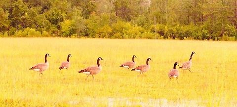 Flock of Canada geese Stopped traffic to get a shot of these guys! Branta canadensis,Canada Goose