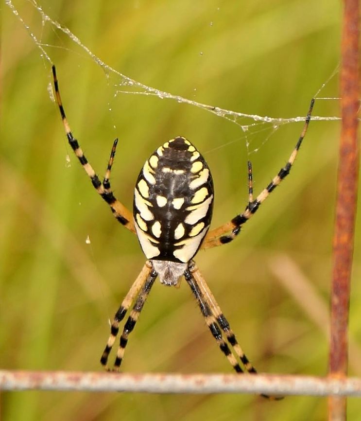 Banana Spider Trying to get a good shot of this guy and my son blew on him. Spider began swinging back and forth on web,I thought for sure he was gonna throw himself at me. I braved it though,to get a good shot,lol! Argiope aurantia,Black and Yellow Garden Spider