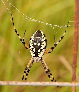 Banana Spider Trying to get a good shot of this guy and my son blew on him. Spider began swinging back and forth on web,I thought for sure he was gonna throw himself at me. I braved it though,to get a good shot,lol! Argiope aurantia,Black and Yellow Garden Spider