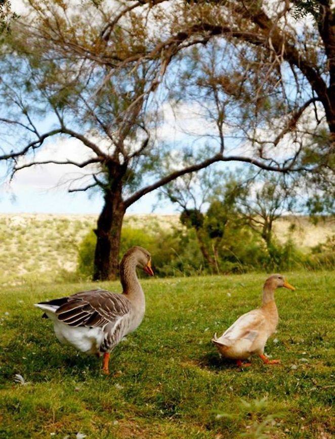 Follow the leader Exploring our new hometown, Big Spring Texas, and found these guys at The Commanche Trail Park. Anser anser,Greylag Goose