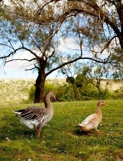 Follow the leader Exploring our new hometown, Big Spring Texas, and found these guys at The Commanche Trail Park. Anser anser,Greylag Goose