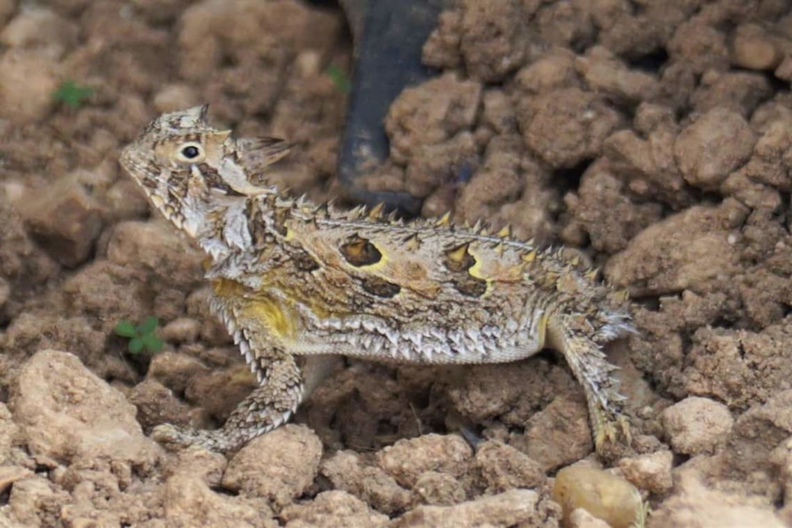 Afternoon visitor Horned lizard/toad in Big Spring Texas Phrynosoma cornutum,Texas horned lizard