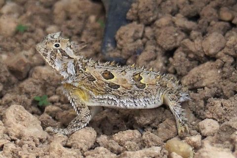 Afternoon visitor Horned lizard/toad in Big Spring Texas Phrynosoma cornutum,Texas horned lizard