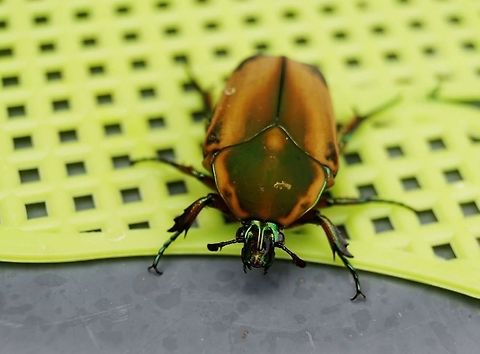 Soaking up the sun Saved this beetle from drowning, so I made him my model. Taken in Big Spring, Tx.  Beetle,Cotinis nitida