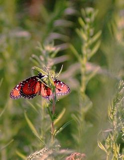 Summer beauty Butterfly resting in Commanche Trail Park. Big Spring, Tx Danaus gilippus,Queen