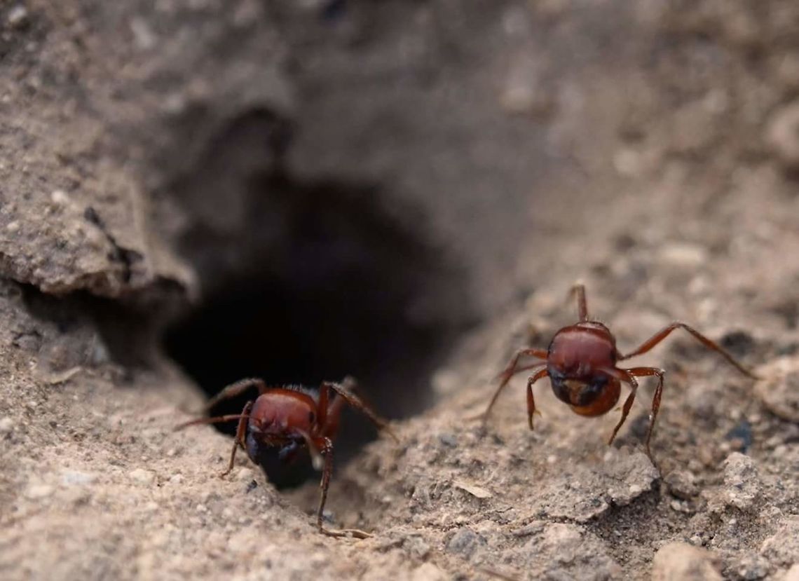 Strike a pose Fire ants in west Texas  Fire Ant