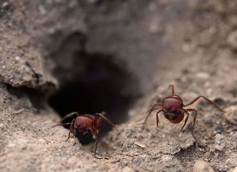 Strike a pose Fire ants in west Texas  Fire Ant