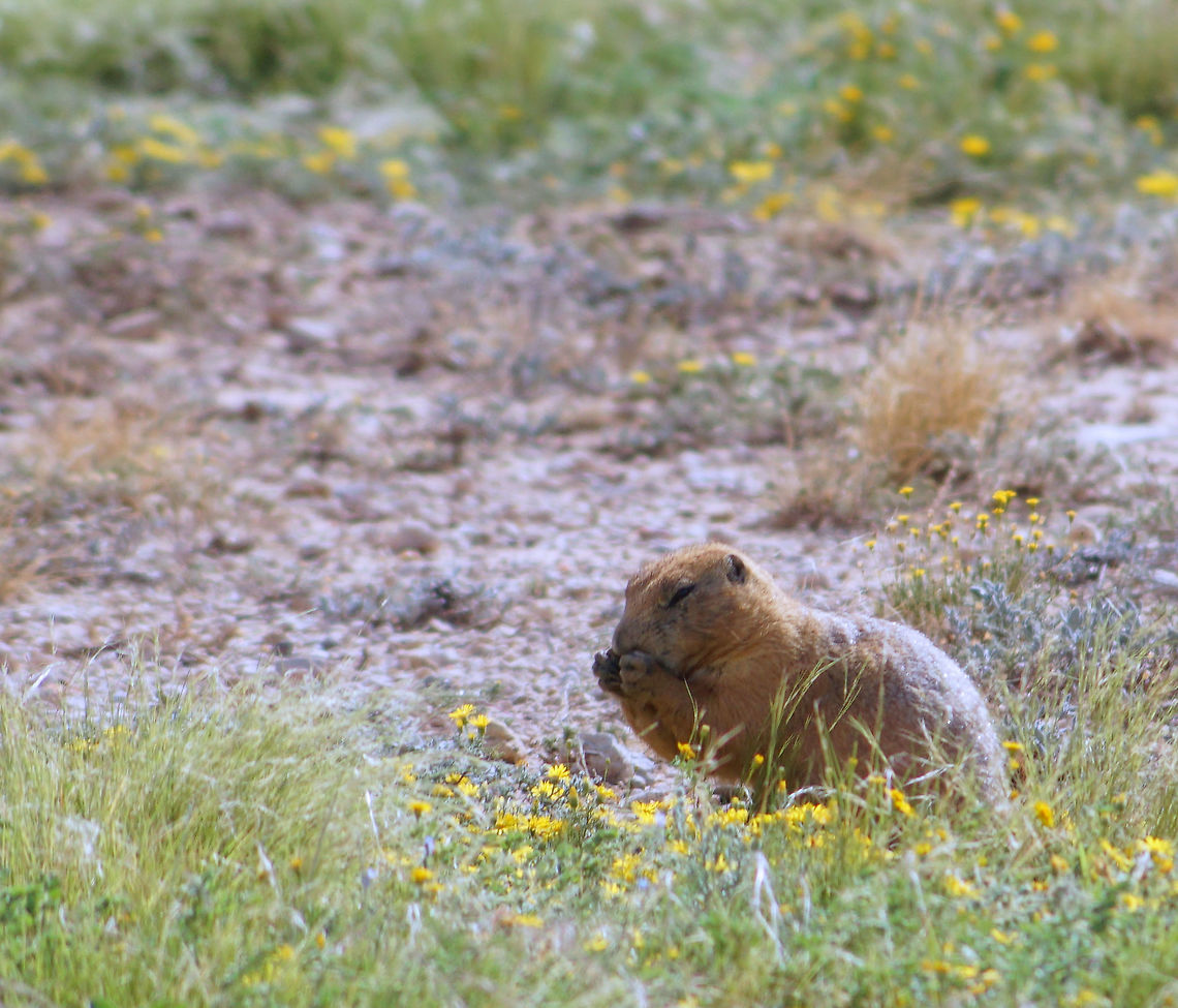Dinner time Prairie dog in West Texas Black-tailed prairie dog,Cynomys ludovicianus,Prairie dog