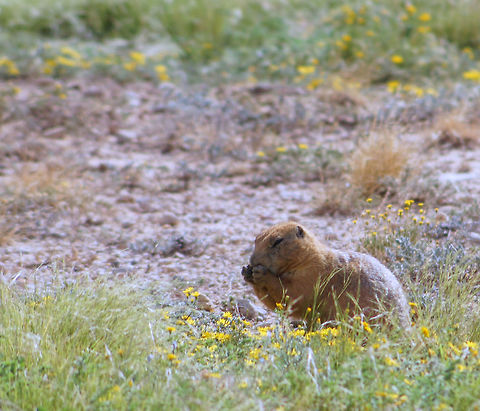 Dinner time Prairie dog in West Texas Black-tailed prairie dog,Cynomys ludovicianus,Prairie dog