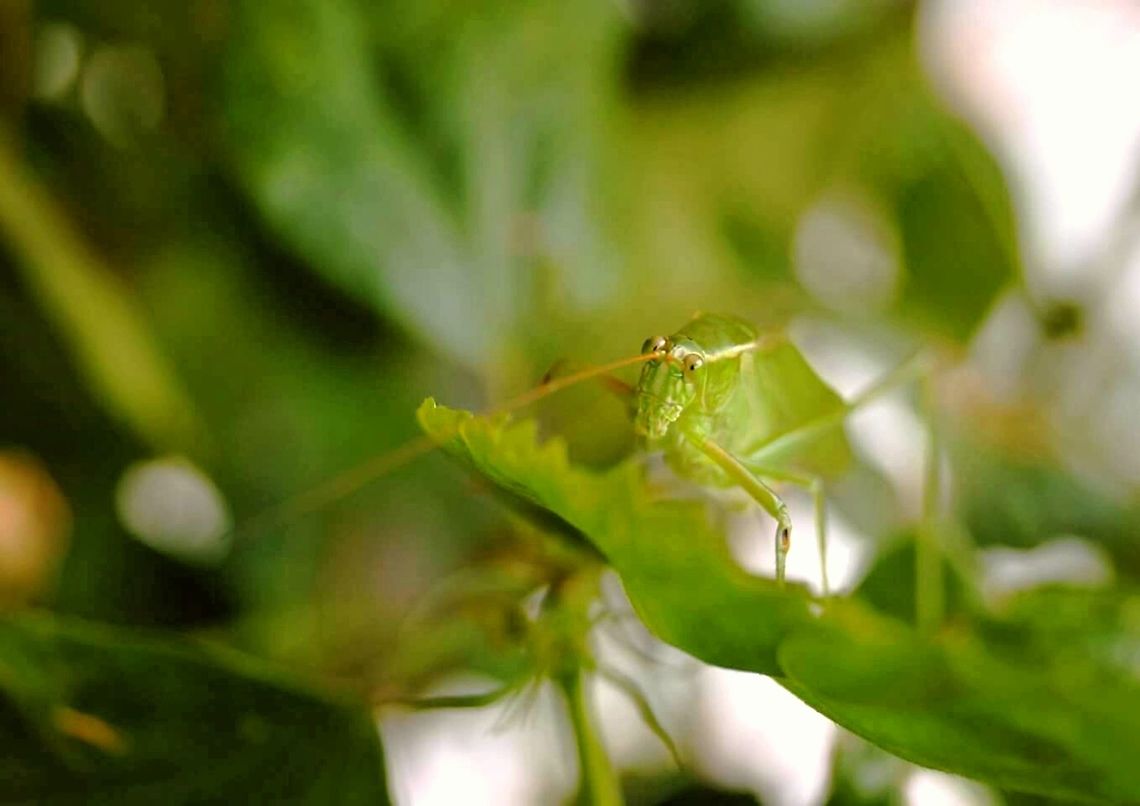 Can't see me Snacking on a plant in West Texas Grasshopper