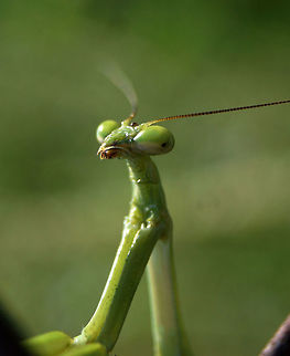 Take my picture please Hanging out in my backyard in West Texas praying mantis