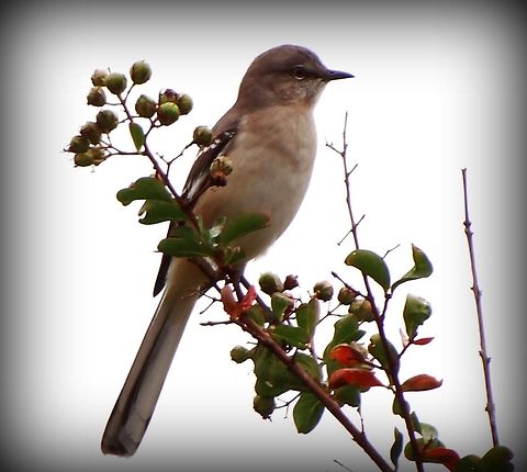 Birdwatching Enjoying the weather
