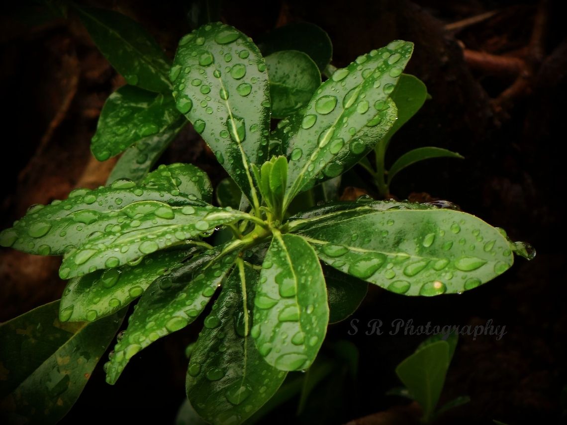 Plantlife Rainy day raindrops
