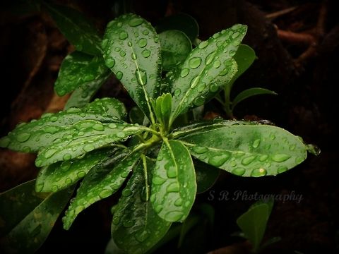 Plantlife Rainy day raindrops