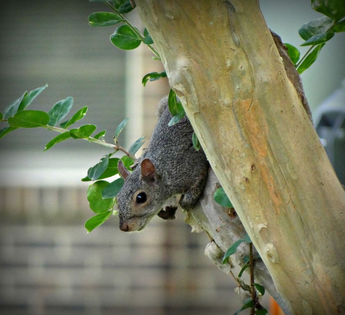Squirrel Hunting for nuts Eastern gray squirrel,Sciurus carolinensis