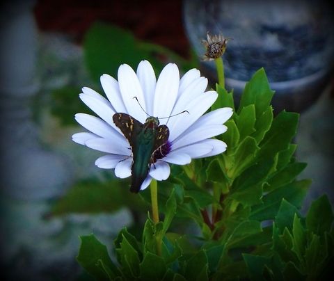 Daisy Butterflies in the garden Long-tailed Skipper,Urbanus proteus