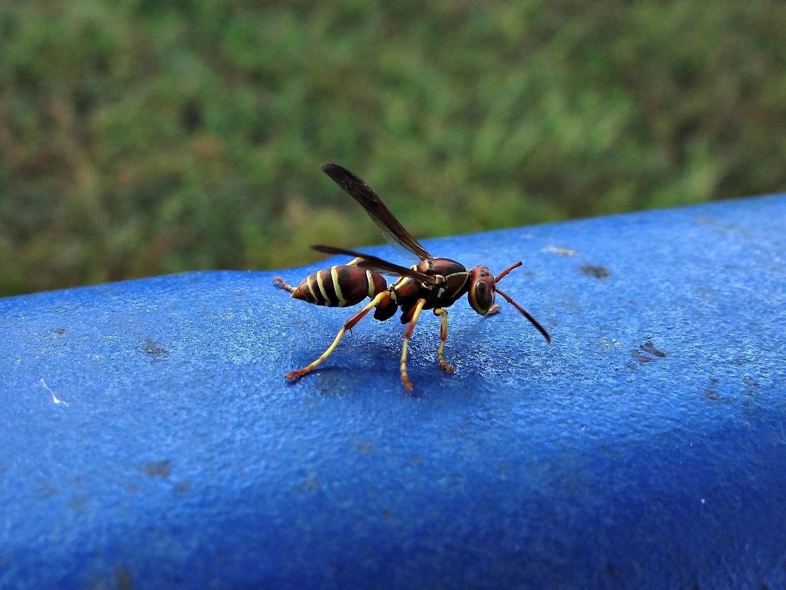 Paper wasp Wandering around on the bench at the park. Polistes dorsalis