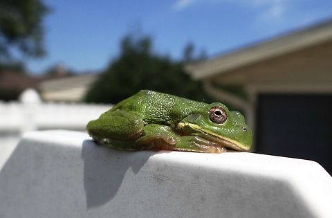 Tree frog This little guy was enjoying a lazy afternoon on the fence. American green tree frog,Hyla cinerea