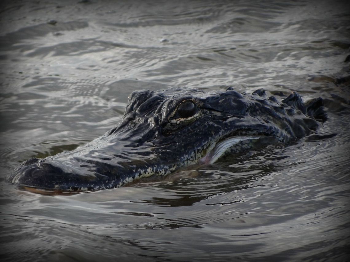 American Alligator Curious alligator at Mission Lake in Valdosta,Ga. Alligator mississippiensis,American Alligator