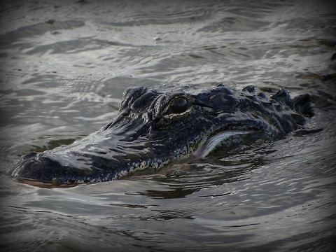 American Alligator Curious alligator at Mission Lake in Valdosta,Ga. Alligator mississippiensis,American Alligator