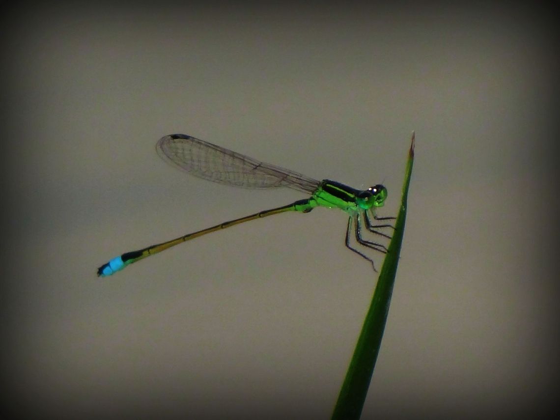 Damselfly Love this one,looks like he&#039;s saying hello,lol Eastern Forktail,Ischnura verticalis