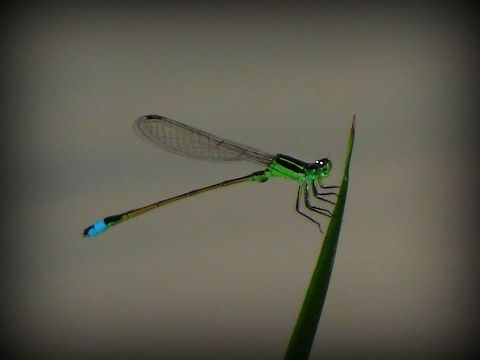 Damselfly Love this one,looks like he's saying hello,lol Eastern Forktail,Ischnura verticalis